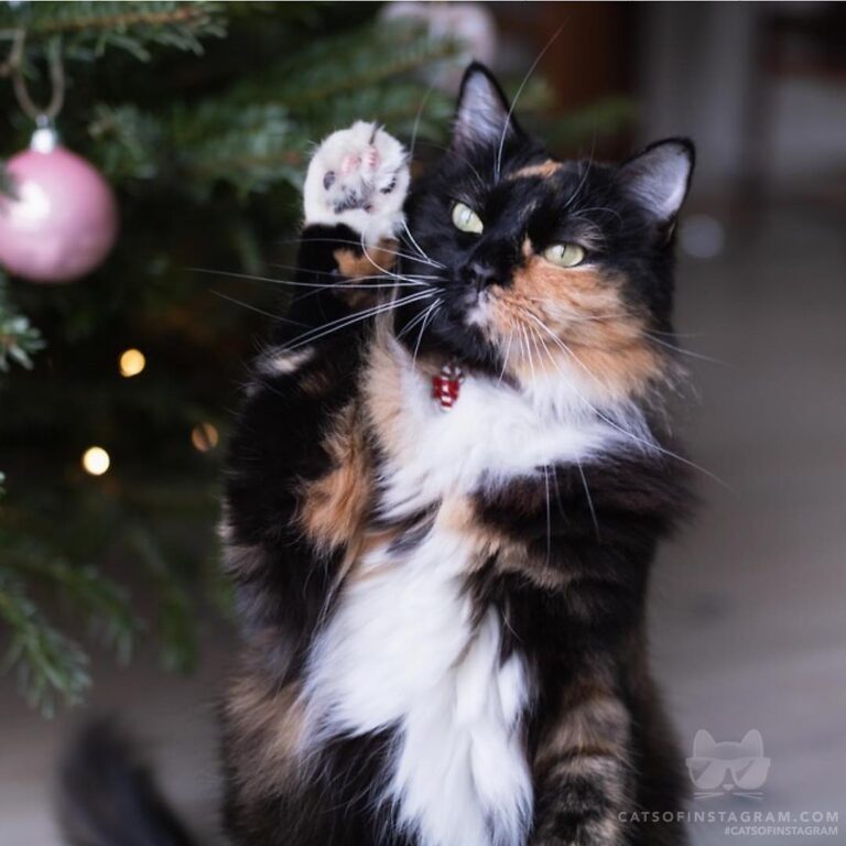 Paws up if you’re only a morning person on December 25th!