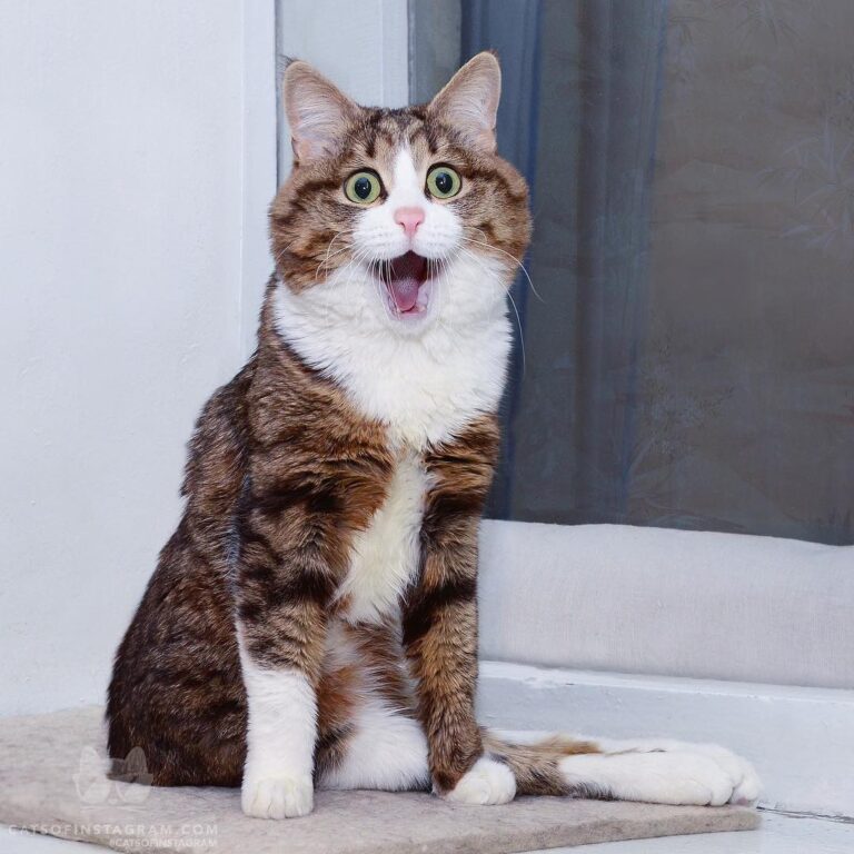 Is that a treat for me!?