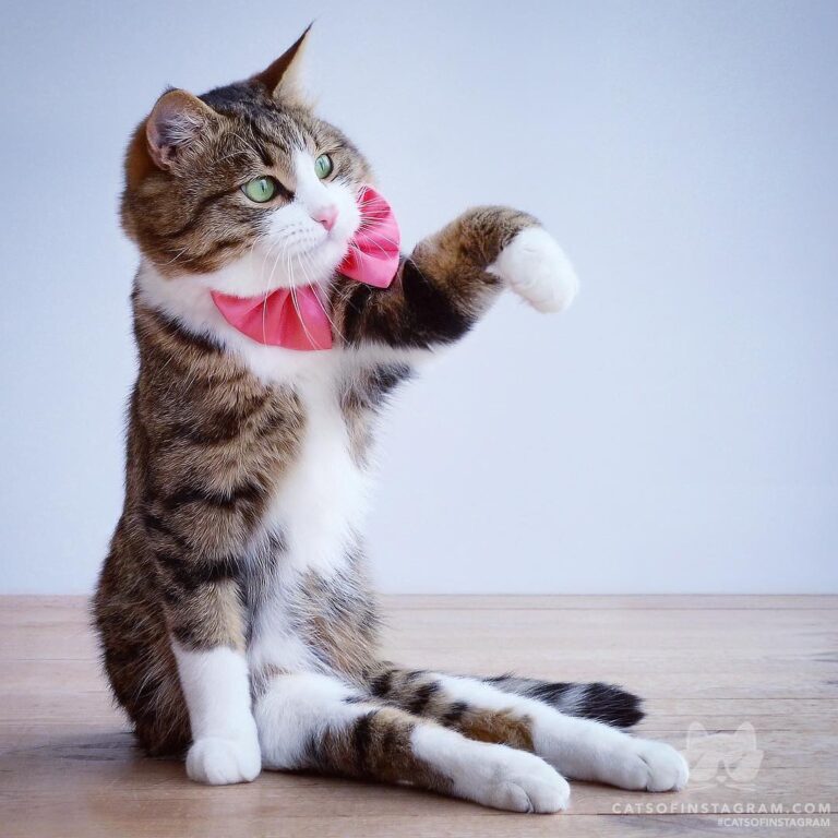 Kiss my paw