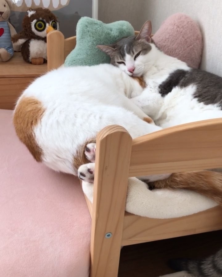 Cute Cat Moment