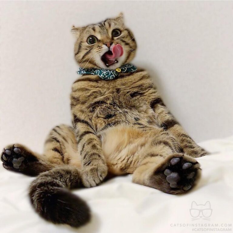 Tino is good at sitting and putting out his tongue.