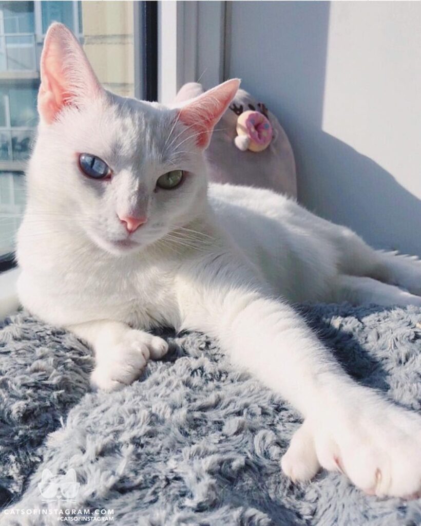 New York City’s next top meowdel