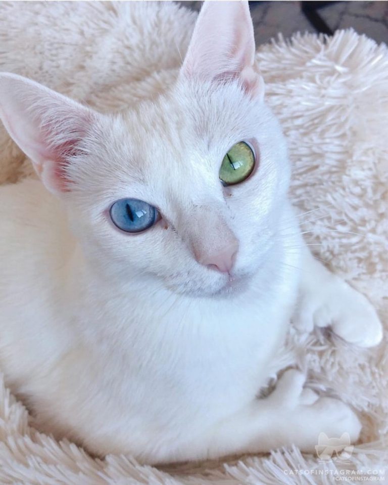 From @sansa.thecat: “What makes me different makes me beautiful” #catsofinstagra...