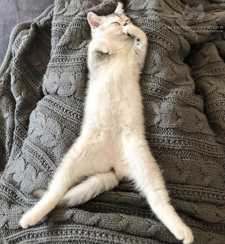 Napping like a real lady
