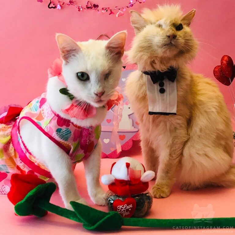 & @milos_sanctuary: “Do you think Ivy is jealous over S