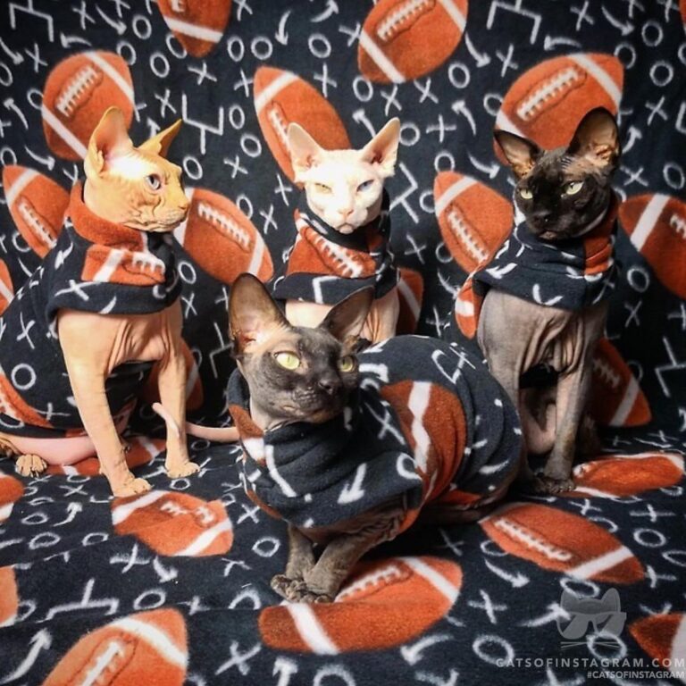 Our team is ready for the Super Bowl! we