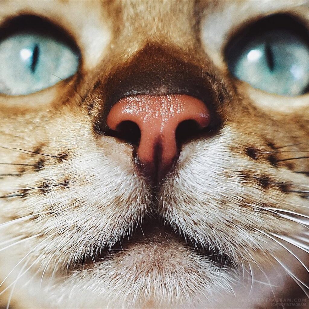 “Yesterday’s visit with the vet went amazing! Suki’s fever is al