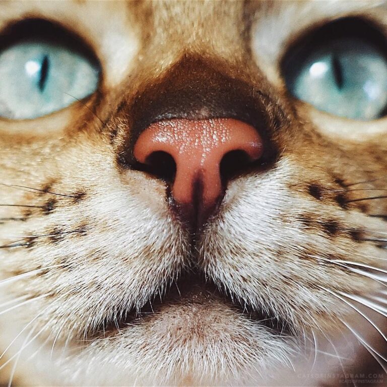 “Yesterday’s visit with the vet went amazing! Suki’s fever is al