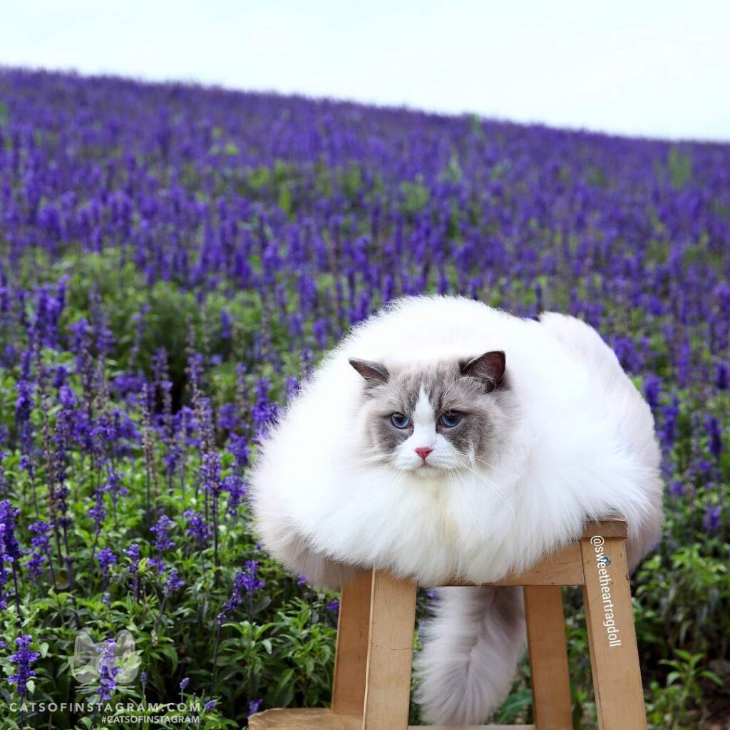 Do I look like a cloudor marshmallow?