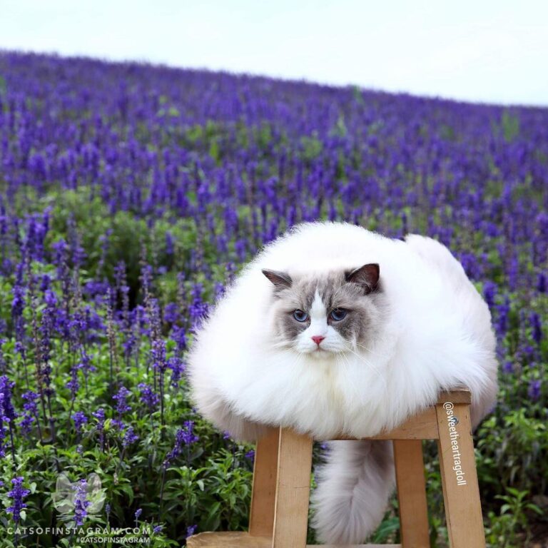 Do I look like a cloudor marshmallow?