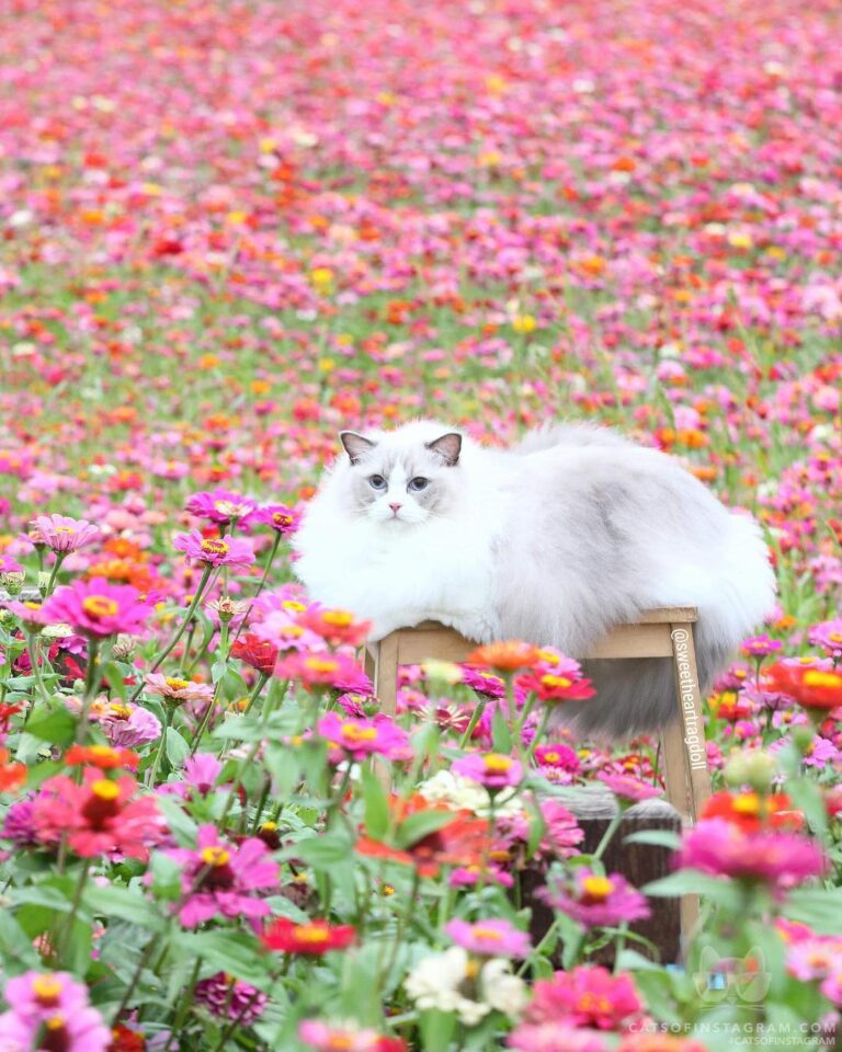 “I am enjoying the beautiful flower sea” #