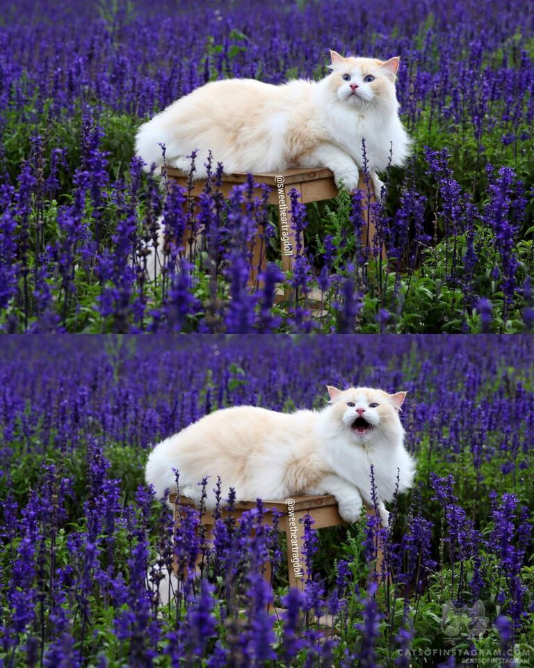 “I saw meowmy go farther and farther, so I shouted to h