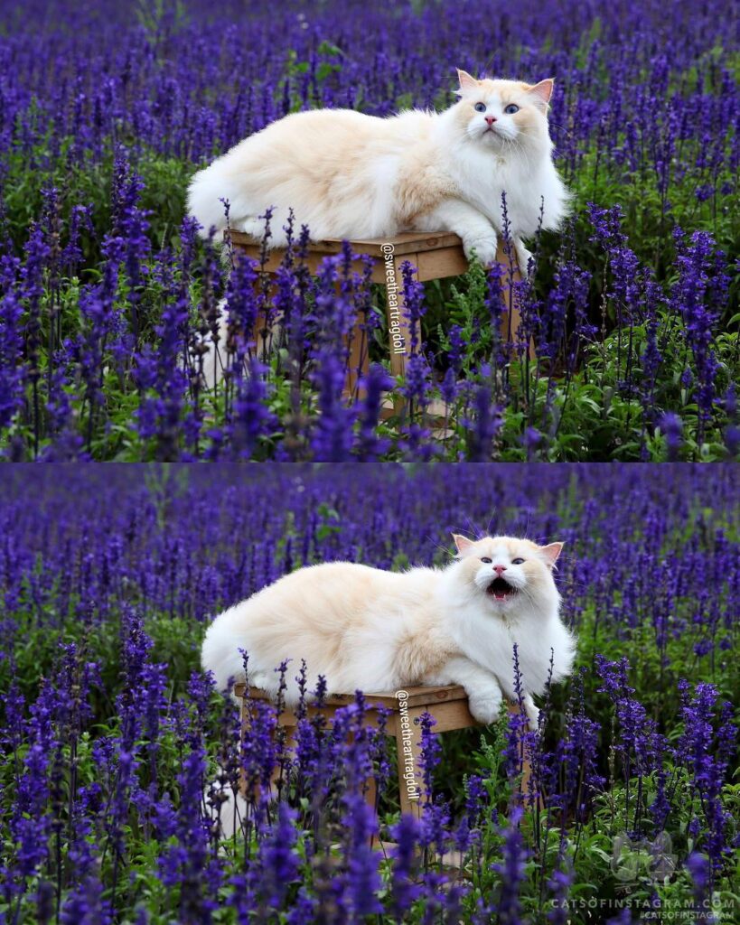 “I saw meowmy go farther and farther, so I shouted to h