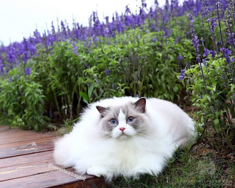 “Meowmy: Sunshine,do you think you look like a cloud? (
