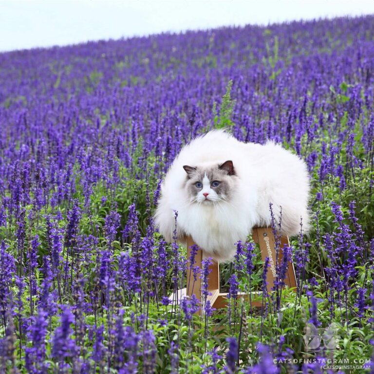 Sunshine: Am I fluffy?