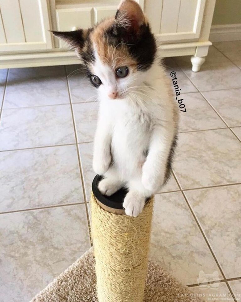“ of my foster kitten Capri! Fostered summer of