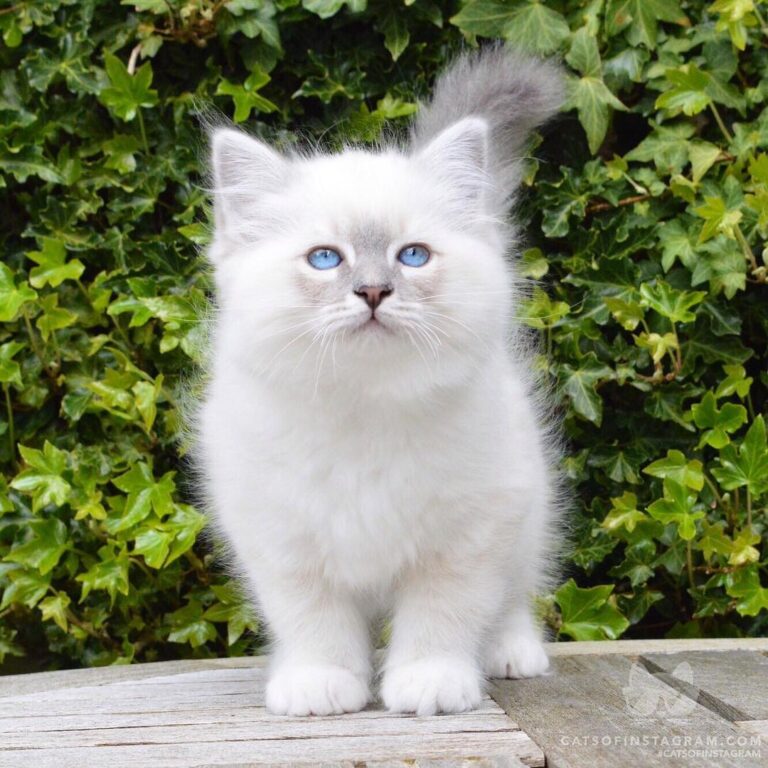Can you resist the face of a cute kitty?