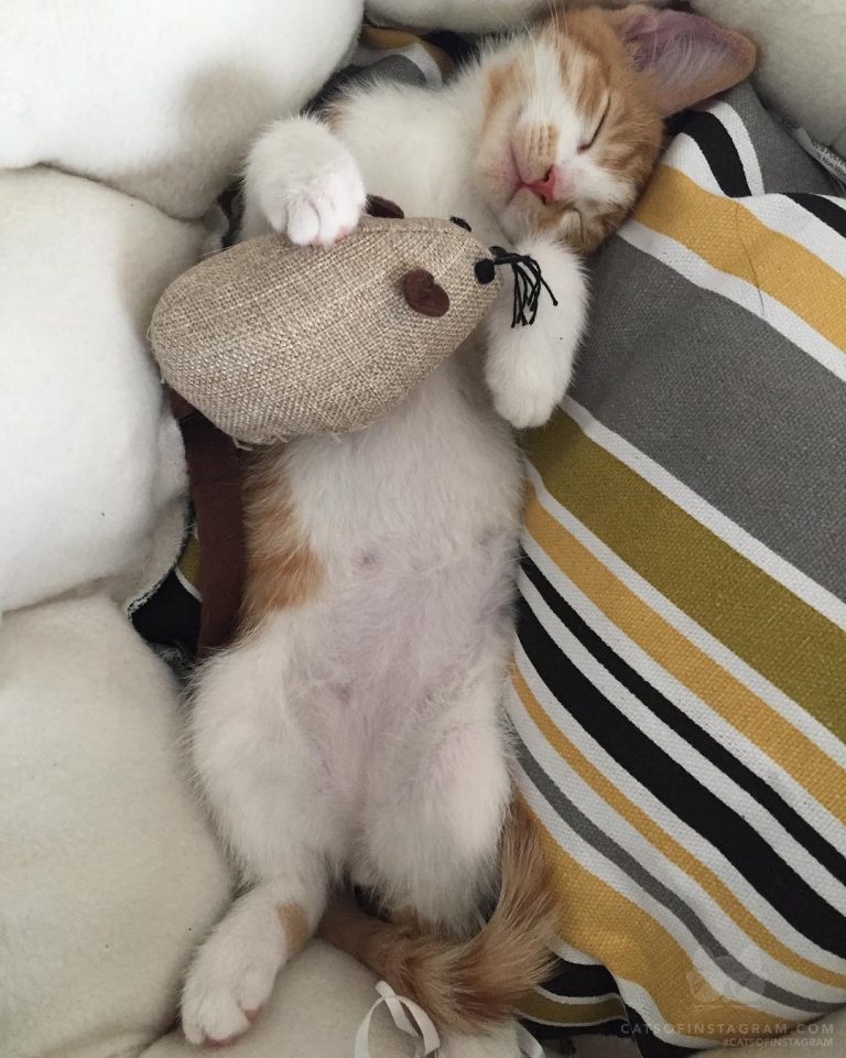From @thisis3mzy: "Max & his first toy mouse" #twitterweek #catsofinstagram...