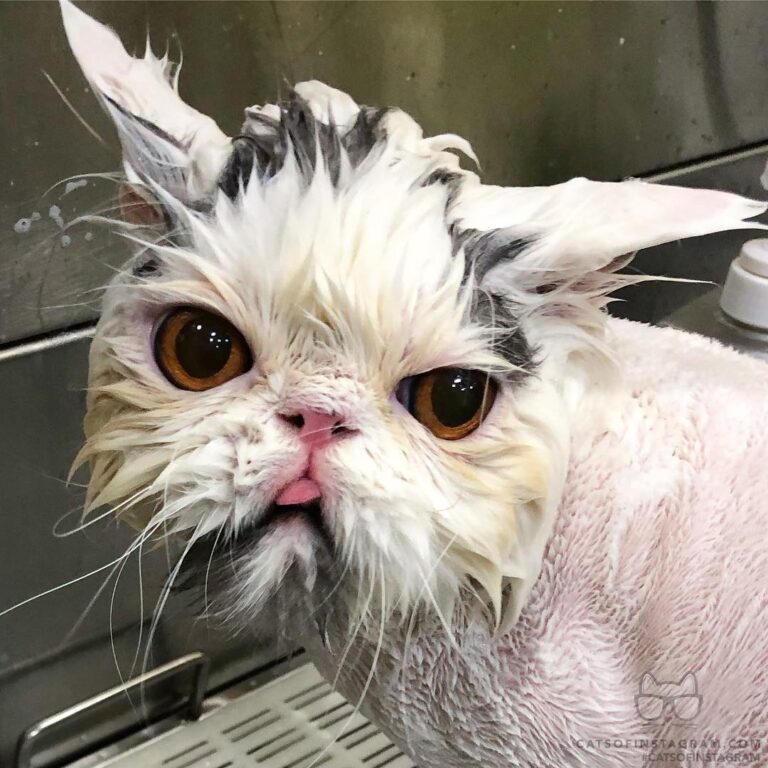 “Booba shows a little taco tongue action during bath time.” #