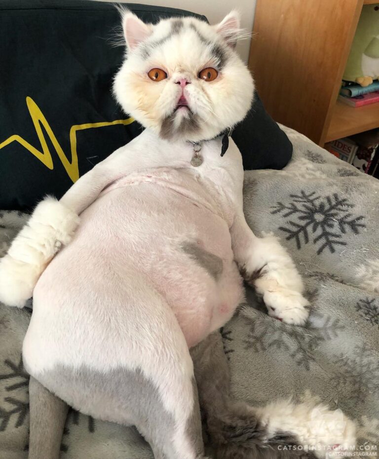 “Your daily dose of Meowga from the ultimate Meowgi Master: B