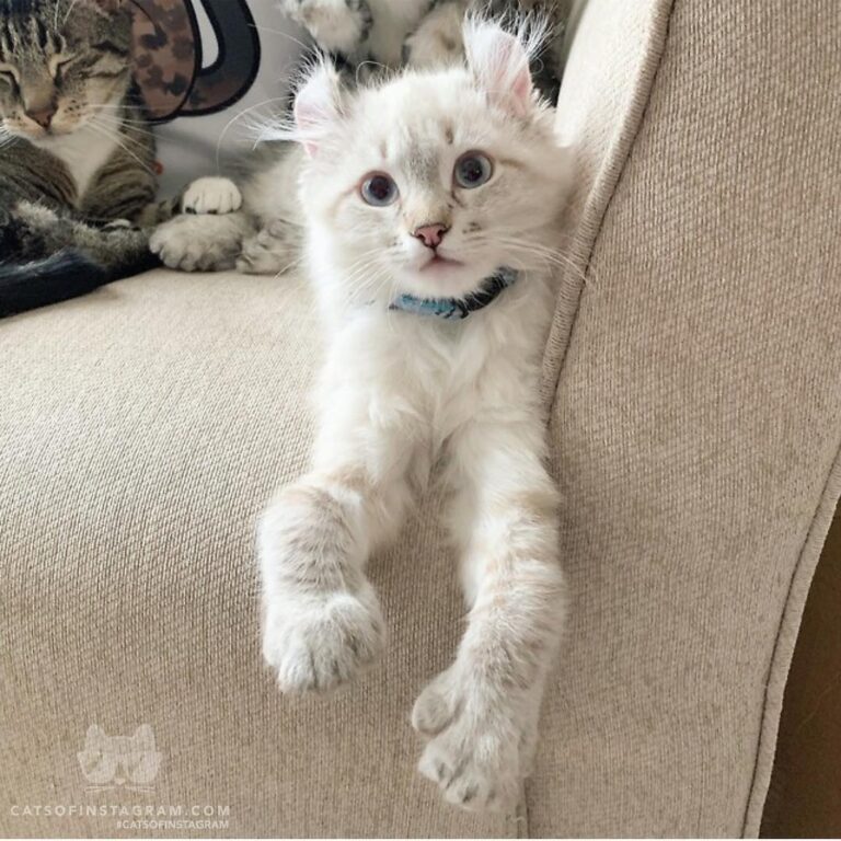 “My, what long, bent front legs you have! The better to hug