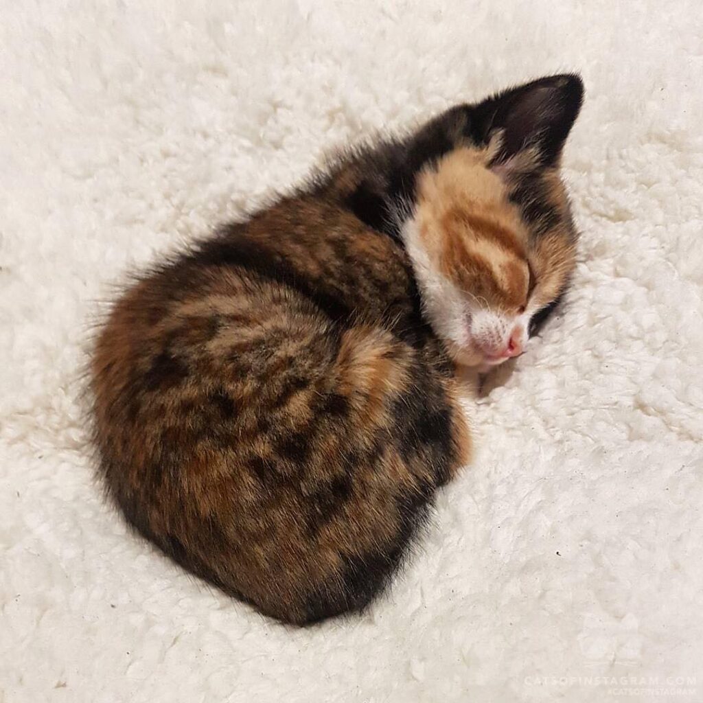 “Look at this tiny little sleeping bean. In this position