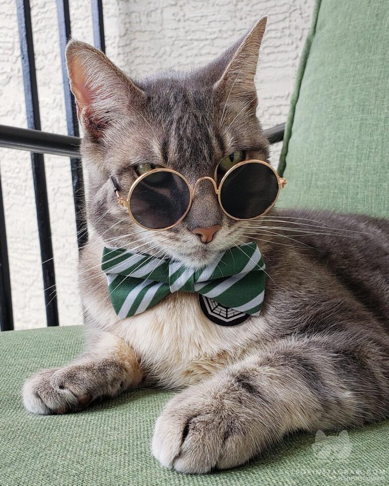 Too cool for wizarding school