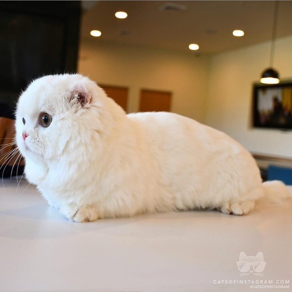 Baby seal or cat??