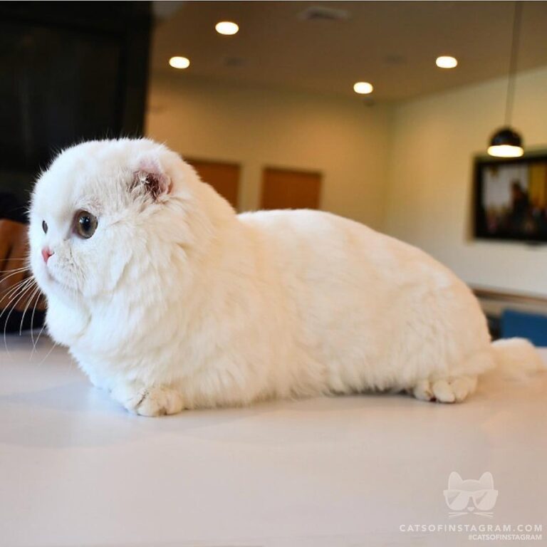 Baby seal or cat??