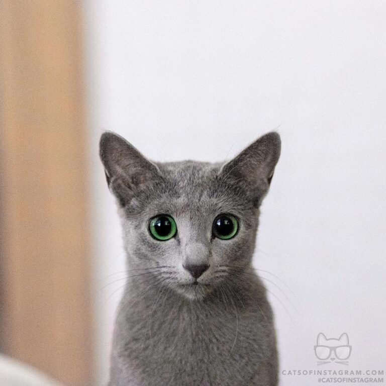 I swear, I am innocent