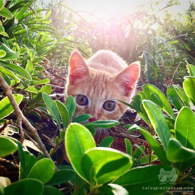 Ready to Hunt!