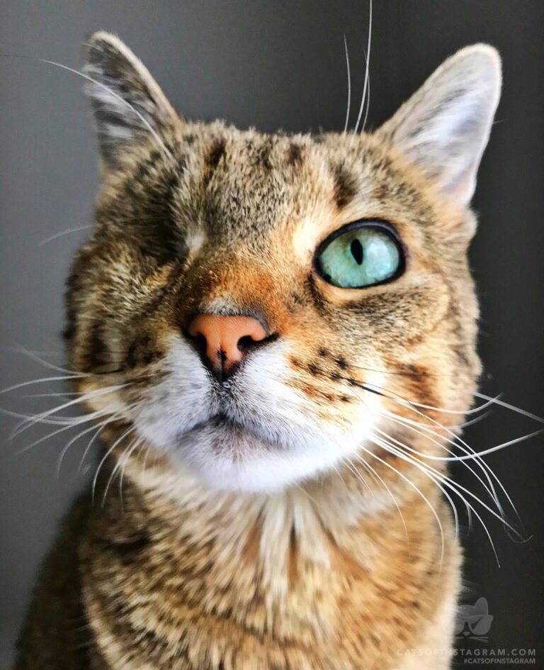 “Olive wants to remind you that one eyed cats rule (and are adora