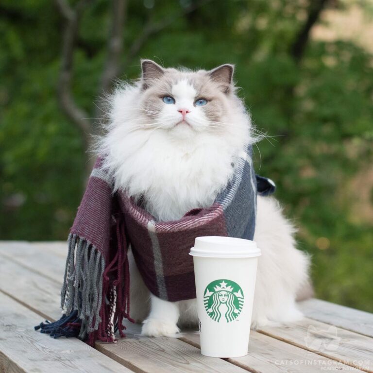 “ season is upon us – @starbucks”