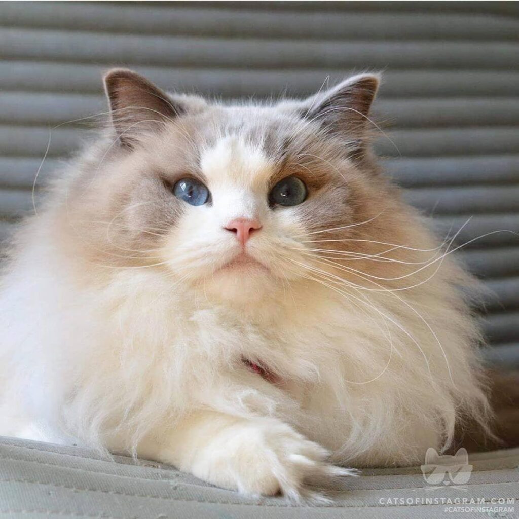 Rate my fluff from 1 to 10
