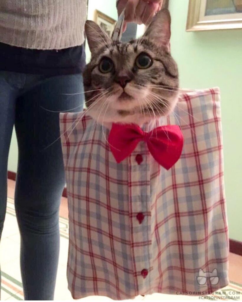 Cat in a bag