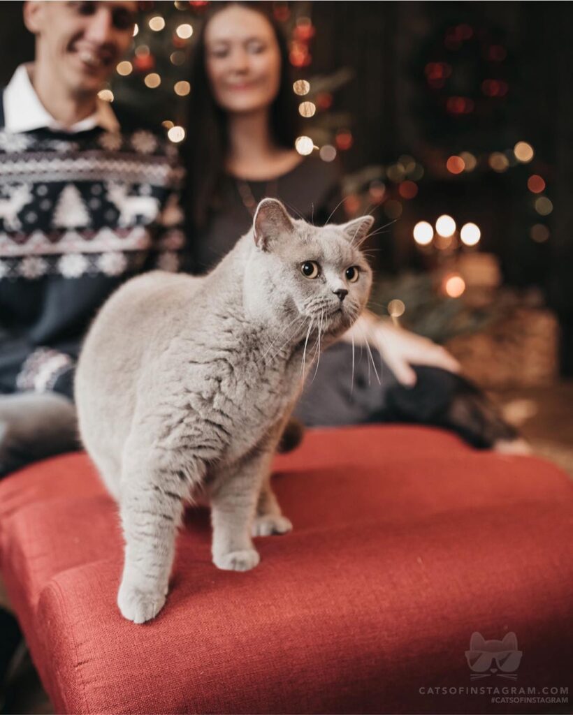 “Hey, human! Something is coming, it’s so bright and war