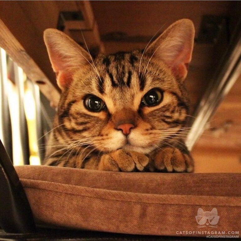 Cute Cat Moment