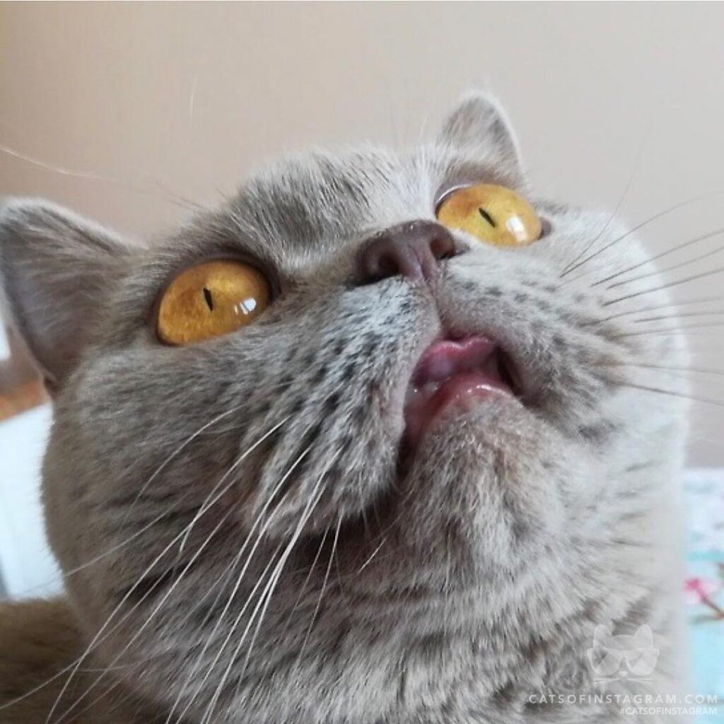 Cute Cat Moment