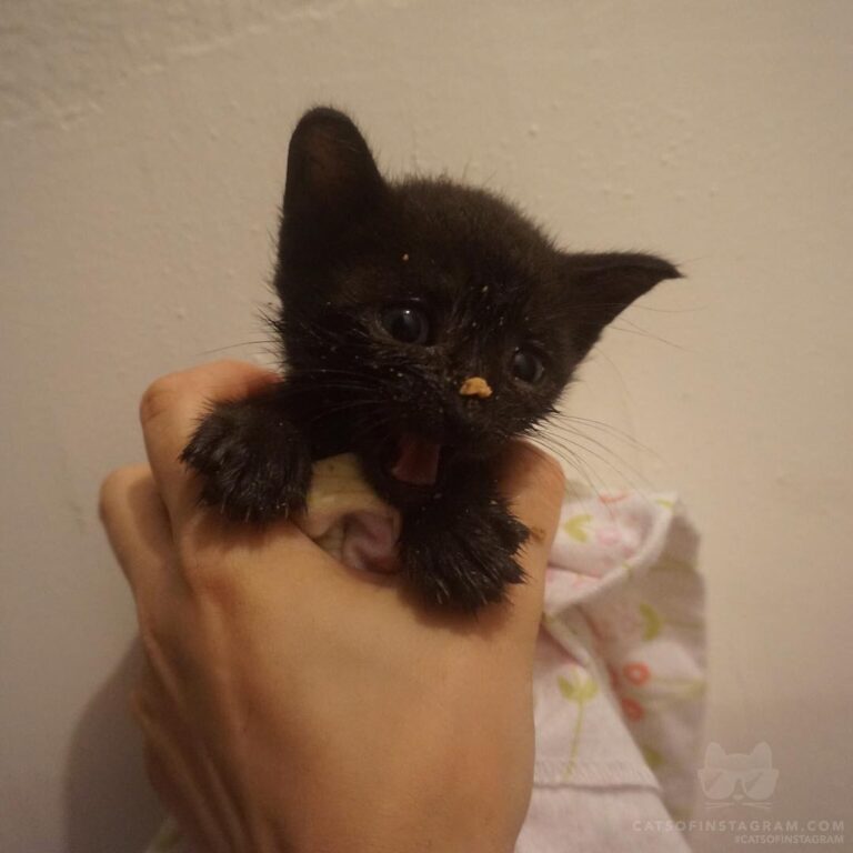 “This baby bear is Fry. He’s learning to eat big kids food