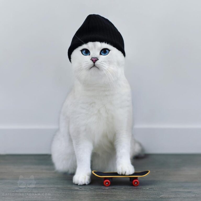 About to land a gnarly 360 paw flip.