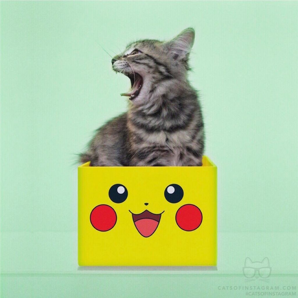 Gotta CATch ‘em all!