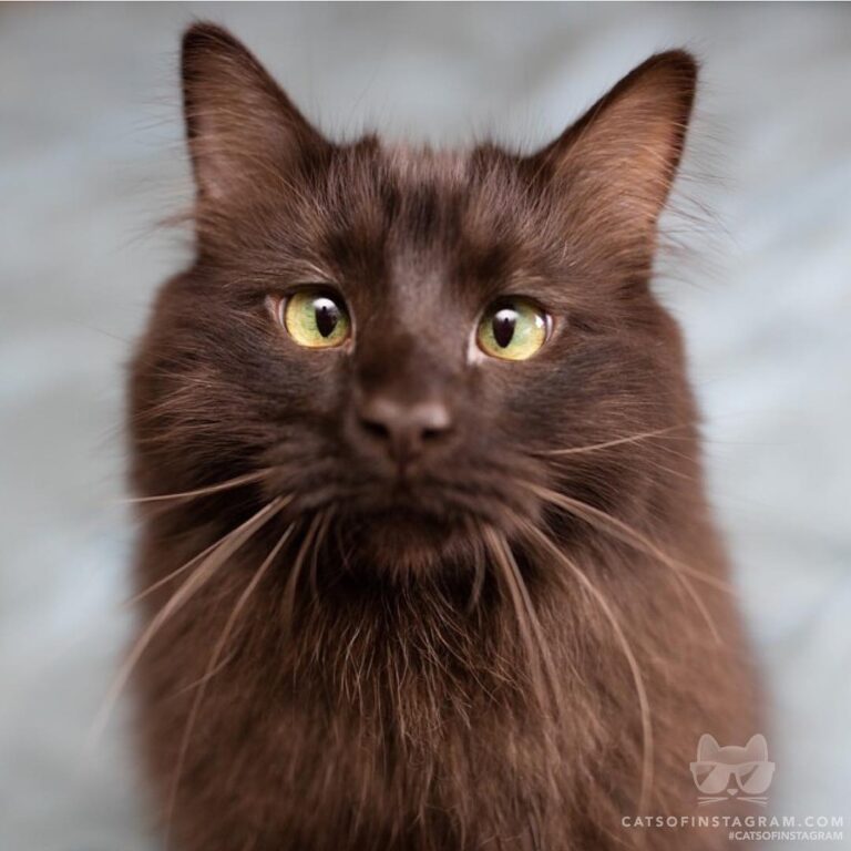 Being cross-eyed just means I see double the treats!