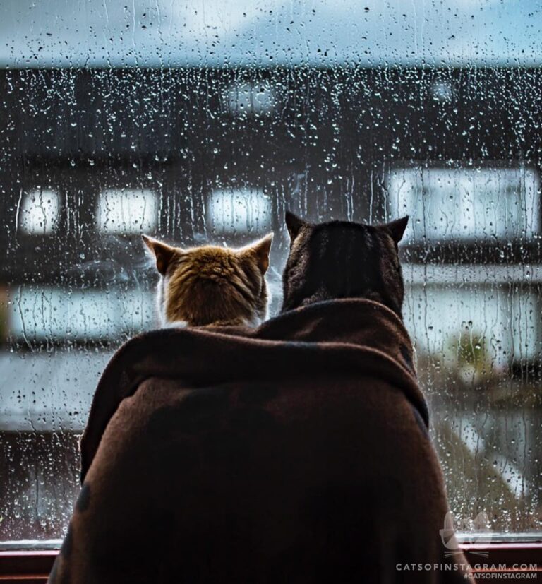 Brofurs for life