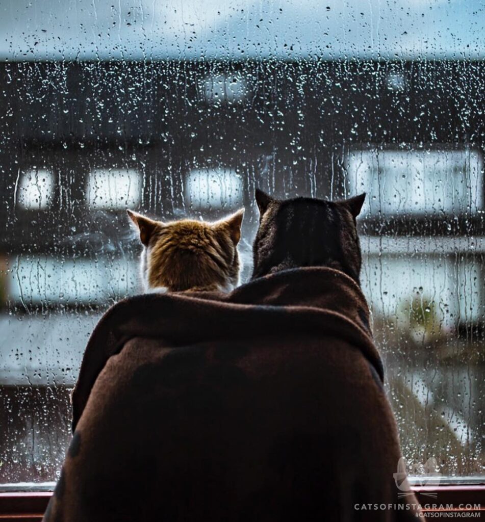 Brofurs for life