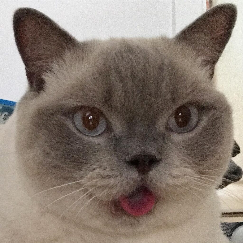 Tongue’s out, fun’s out