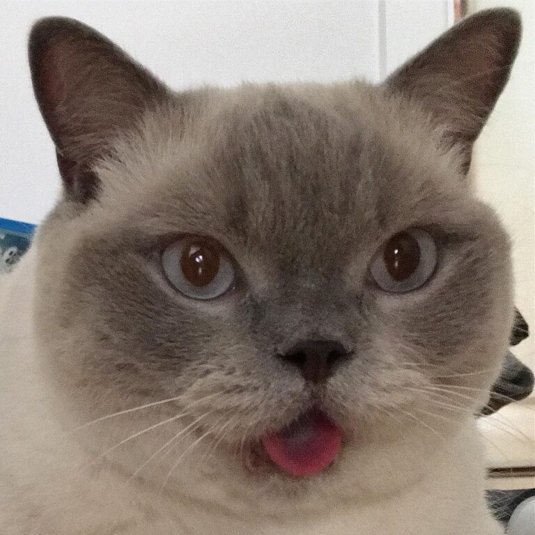 Tongue’s out, fun’s out