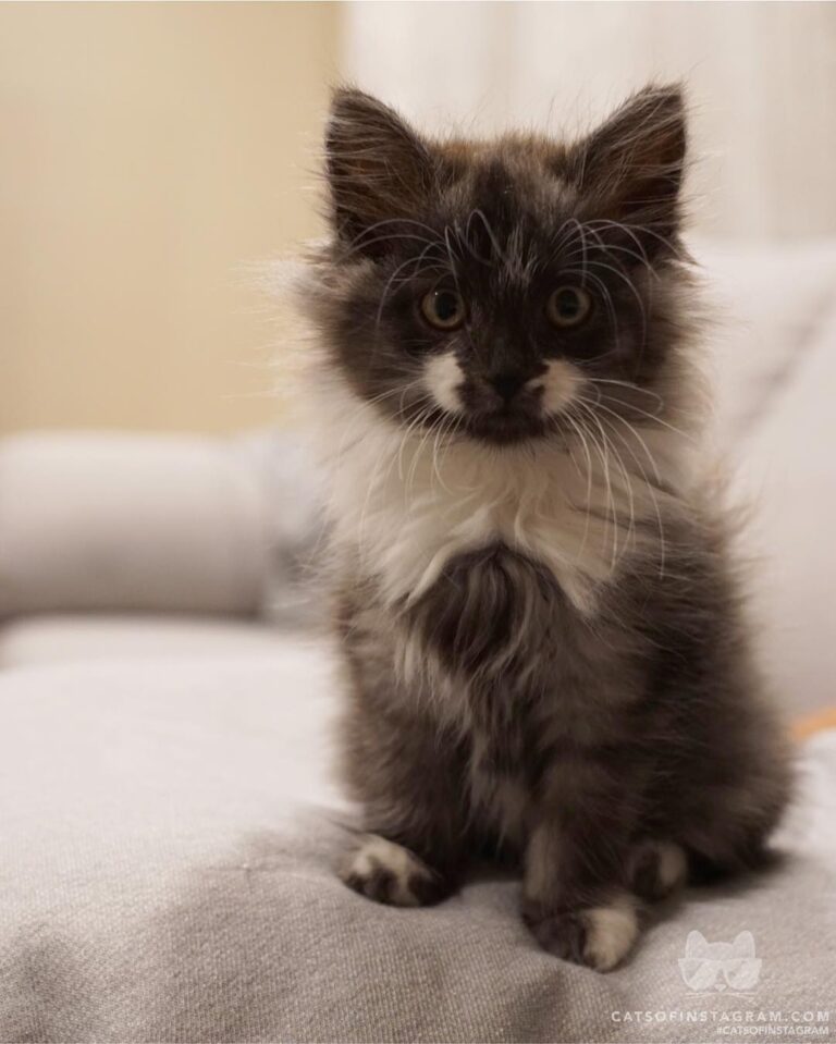 Cute Cat Moment