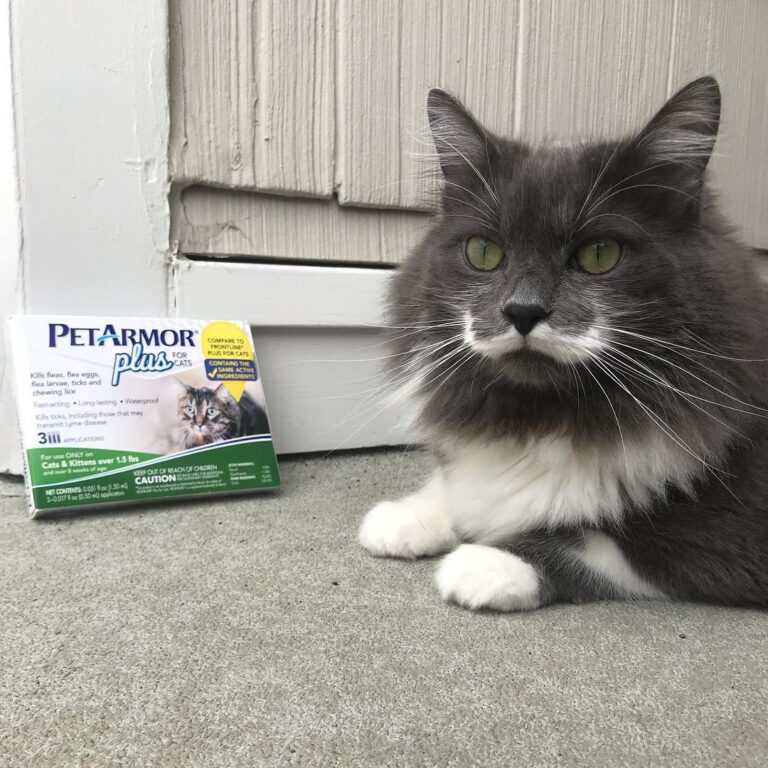 “Hammy loves to be brushed outside and roll arou