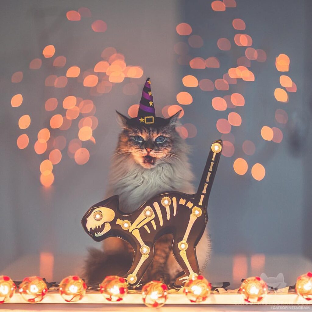 “Let the Witchy Season begin! (:@hollysisson; See more of Al