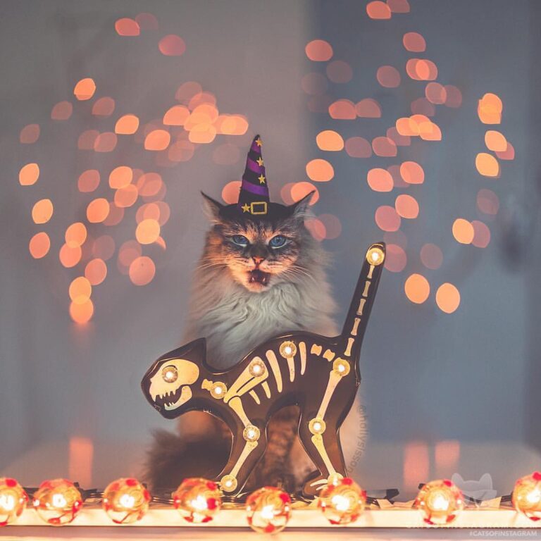 “Let the Witchy Season begin! (:@hollysisson; See more of Al